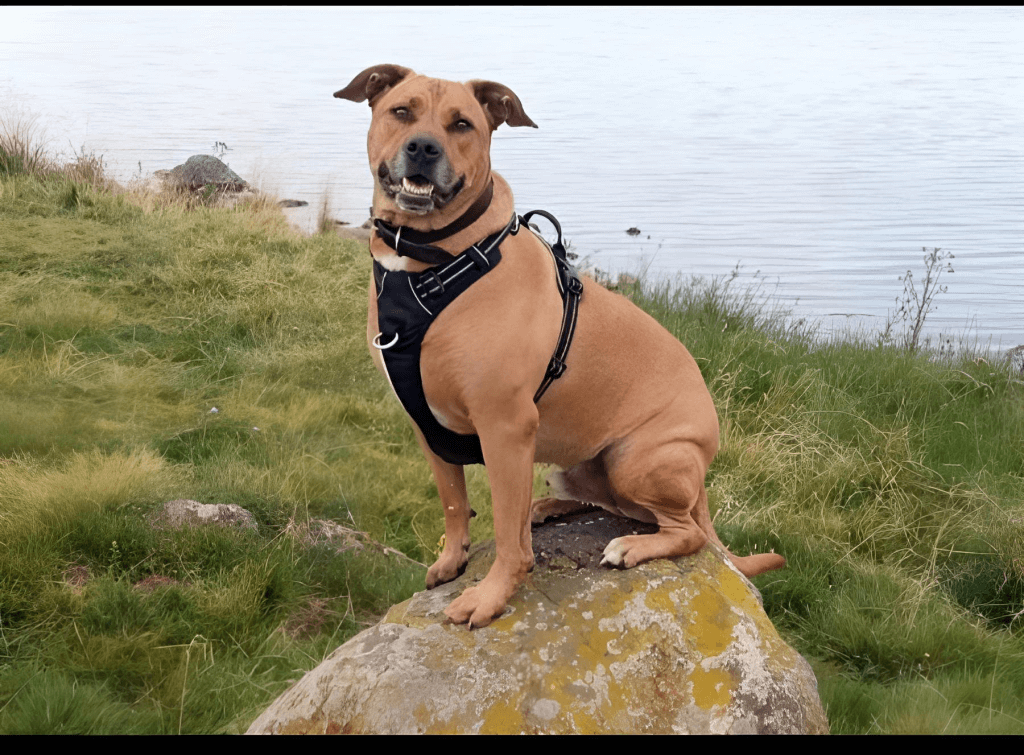 Photo d'un chien sur une pierre